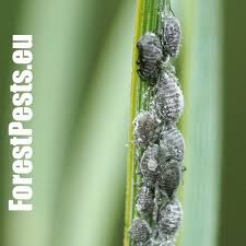 Attēlu rezultāti vaicājumam “Schizolachnus pineti”