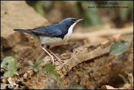 Image result for Luscinia cyane