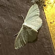 Attēlu rezultāti vaicājumam “Idaea straminata”