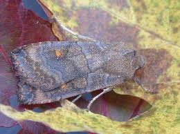 Attēlu rezultāti vaicājumam “Eupsilia transversa”