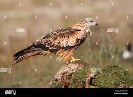 Image result for Milvus milvus