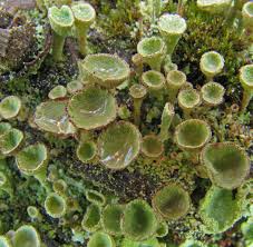 Attēlu rezultāti vaicājumam “Cladonia fimbriata”