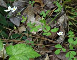 Attēlu rezultāti vaicājumam “Isopyrum thalictroides fruit”