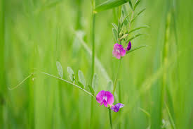 Attēlu rezultāti vaicājumam “Lathyrus palustris”