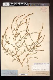 Attēlu rezultāti vaicājumam “Corispermum hyssopifolium fruit”