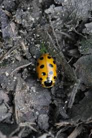 Attēlu rezultāti vaicājumam “Hippodamia tredecimpunctata”