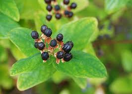 Attēlu rezultāti vaicājumam “Hypericum perforatum fruit”