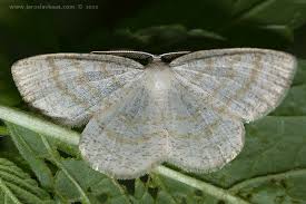 Attēlu rezultāti vaicājumam “Cabera exanthemata male”