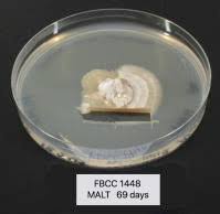 Attēlu rezultāti vaicājumam “Sidera lenis”