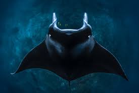 Image result for Mobula alfredi