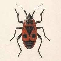 Attēlu rezultāti vaicājumam “Pyrrhocoris apterus imago”