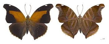 Attēlu rezultāti vaicājumam “Oeneis jutta underside”