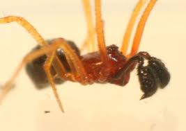 Attēlu rezultāti vaicājumam “Neottiura bimaculata female”