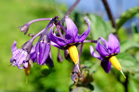 Attēlu rezultāti vaicājumam “Solanum dulcamara flower”