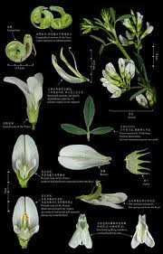 Attēlu rezultāti vaicājumam “Medicago”