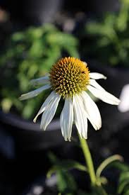 Image result for Echinacea purpurea