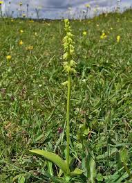 Attēlu rezultāti vaicājumam “Herminium monorchis fruit”