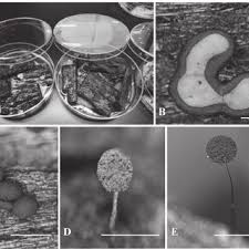 Attēlu rezultāti vaicājumam “Paradiacheopsis rigida”