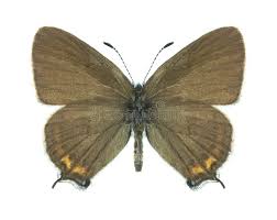 Attēlu rezultāti vaicājumam “Satyrium pruni”