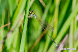 Attēlu rezultāti vaicājumam “Nehalennia speciosa”