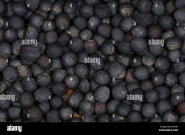 Attēlu rezultāti vaicājumam “Brassica napus fruit”