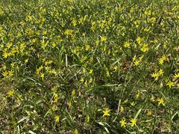 Attēlu rezultāti vaicājumam “Gagea lutea leaf”