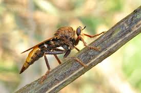 Attēlu rezultāti vaicājumam “Asilus crabroniformis”