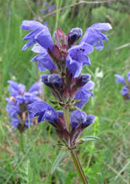 Attēlu rezultāti vaicājumam “Dracocephalum ruyschiana”