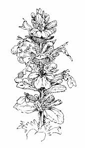 Attēlu rezultāti vaicājumam “Ajuga reptans bud”