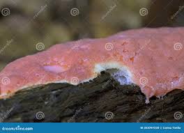 Attēlu rezultāti vaicājumam “Dictydiaethalium plumbeum young”