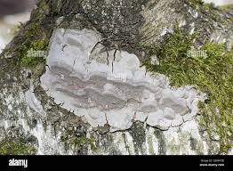 Attēlu rezultāti vaicājumam “Phellinus laevigatus”