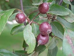 Attēlu rezultāti vaicājumam “Malus purpurea leaf”