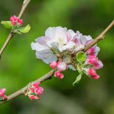Attēlu rezultāti vaicājumam “Malus domestica flower”