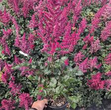 Attēlu rezultāti vaicājumam “Astilbe chinensis bud”
