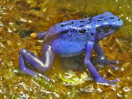 Image result for blauer baumsteiger