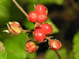 Attēlu rezultāti vaicājumam “Rubus saxatilis flower”