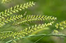 Attēlu rezultāti vaicājumam “Cynosurus cristatus”