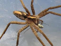 Attēlu rezultāti vaicājumam “Pisaura mirabilis male”