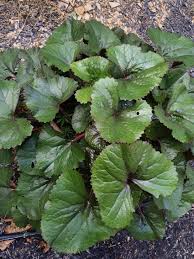 Attēlu rezultāti vaicājumam “Ligularia sibirica leaf”
