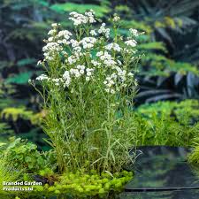 Attēlu rezultāti vaicājumam “Achillea ptarmica leaf”