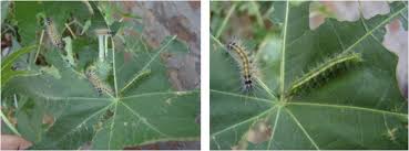 Attēlu rezultāti vaicājumam “Diacrisia sannio larva”