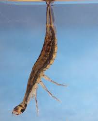 Attēlu rezultāti vaicājumam “Acilius sulcatus male”