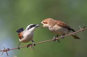 Attēlu rezultāti vaicājumam “Lanius collurio female”