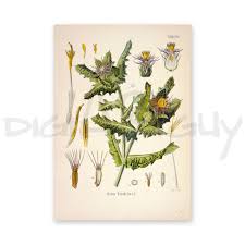 Image result for Cnicus benedictus