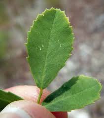 Attēlu rezultāti vaicājumam “Melilotus officinalis leaf”