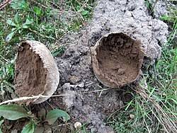 Attēlu rezultāti vaicājumam “Calvatia utriformis”