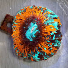 Attēlu rezultāti vaicājumam “Trachyspora intrusa”