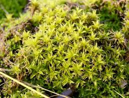 Attēlu rezultāti vaicājumam “Syntrichia latifolia”