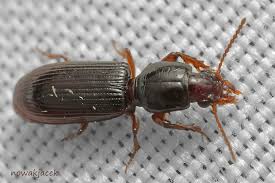 Attēlu rezultāti vaicājumam “Clivina fossor”