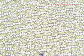 Attēlu rezultāti vaicājumam “Sphagnum flexuosum”